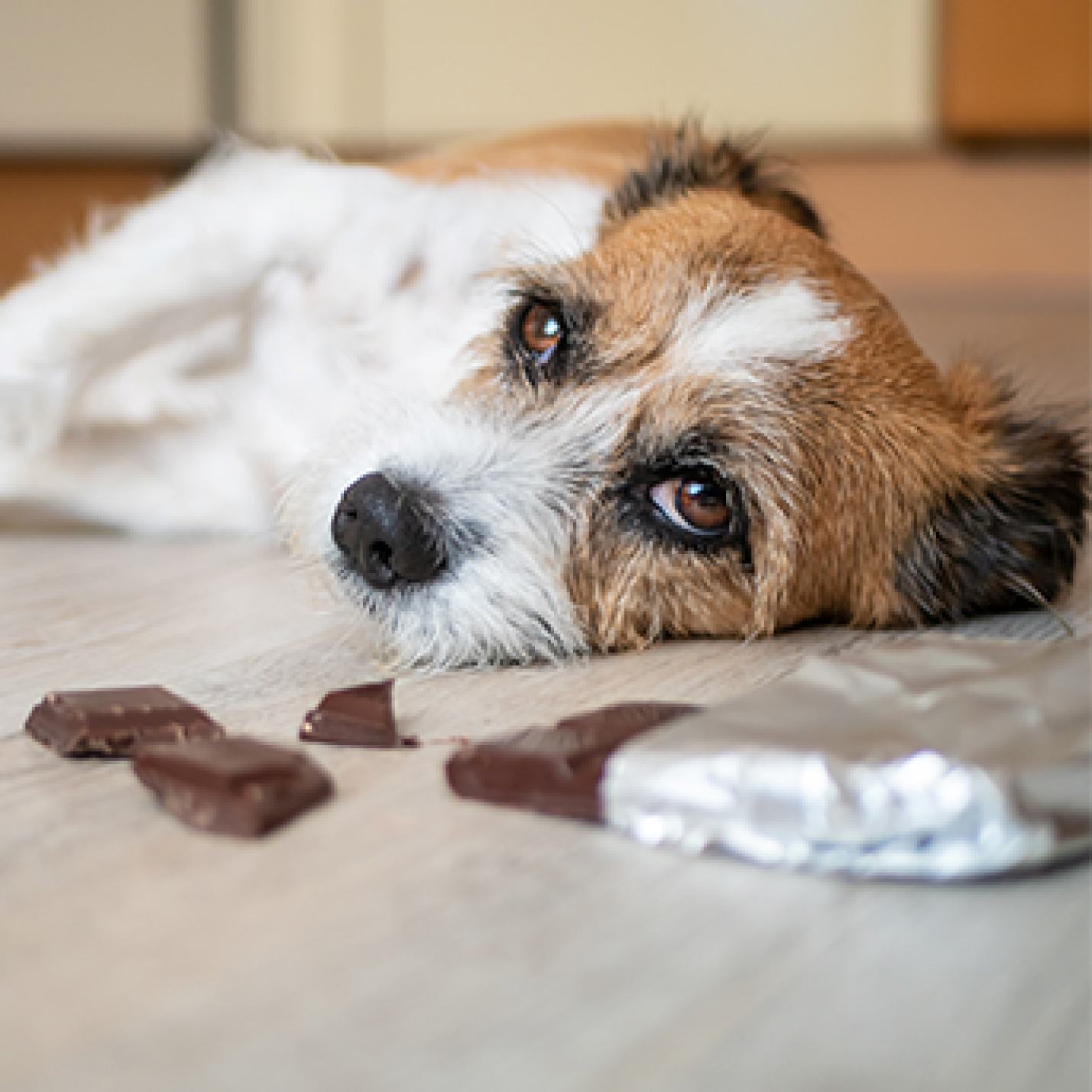 Perro criollo con barra de chocolate.jpg